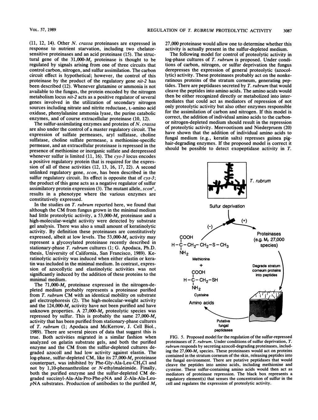 VOL. 57, 1989 REGULATION OF T. RUBRUM PROTEOLYTIC ACTIVITY 3087 (11, 12, 14). Other N.