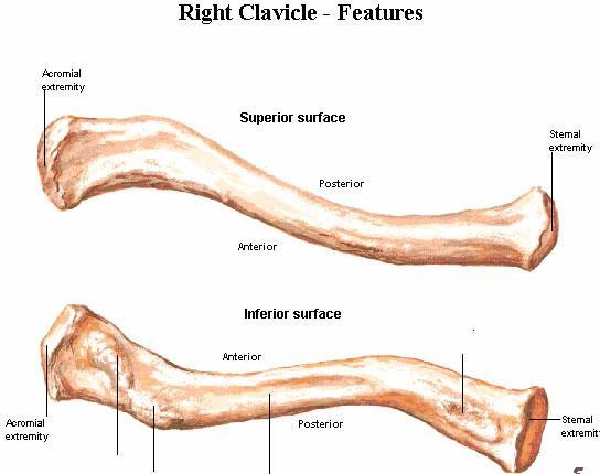 A). clavicle acromial end is flat and has a small facet for articulation with the acromion; sternal end has a large facet for articulation with the