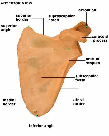 portion of the coracoclavicular ligament attaches here. B). scapula 1).