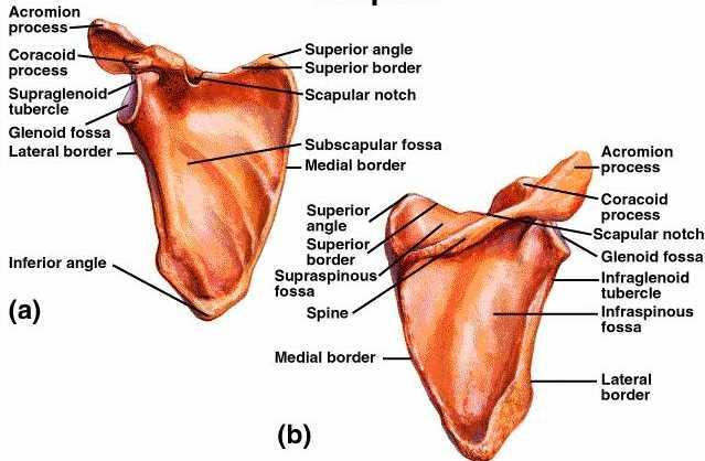 Joints Glenohumeral humerus articulating with glenoid fossa of scapula Sternoclavicular (SC) proximal clavicle articulating with manubrium and cartilage of rib 1 Acromioclavicular (AC) acromian