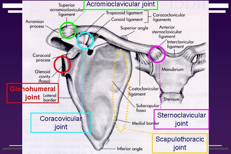 Movements of Scapula and Muscles Causing Movement: Protraction (scapular abduction) serratus anterior, pectoralis minor Retraction (scapular adduction) trapezius, rhomboid, levator scapulae Downward