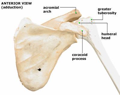 The Upper Limb The upper limb consists of the arm (brachium), forearm (antebrachium),