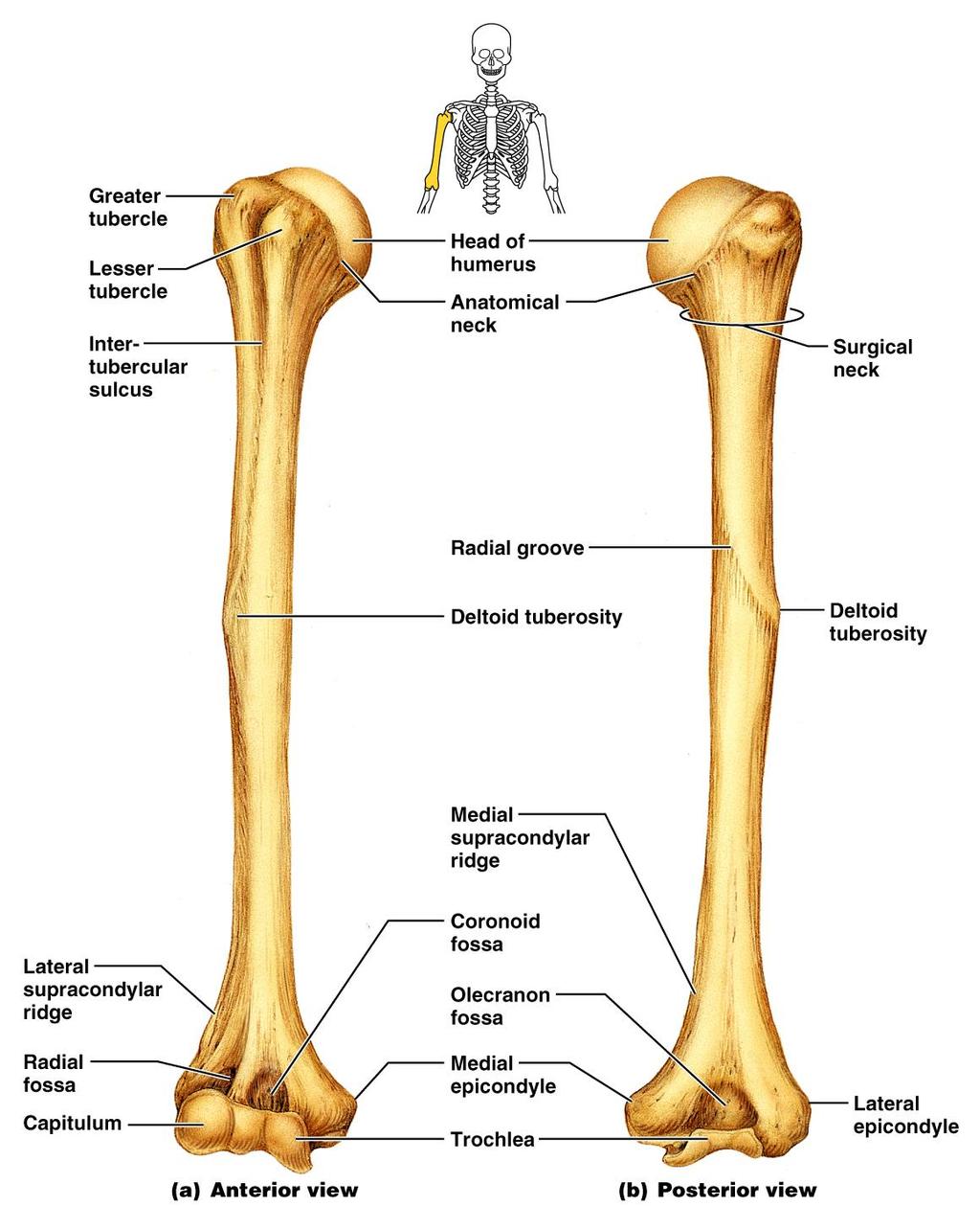 Humerus of the Arm Figure 7.