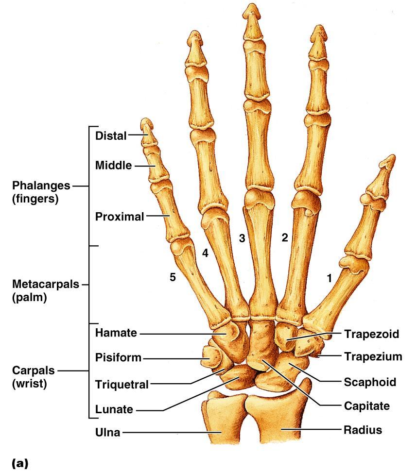 Skeleton of the hand contains wrist bones (carpals), bones of the palm