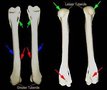 Radial Fossa 2. 2. Lateral Epicondyle 3.