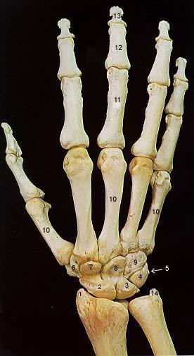 Bones of the Right Hand (Dorsal Surface) 1. Styloid Process of Radius 2. 2. Navicular (Scaphoid) 3. 3. Lunate 4. 4. Triquetral 5. 5. Pisiform 6.