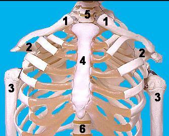 Pectoral girdle pectoral girdle = 2 clavicles + 2 scapulae clavicle: collar bone; keeps shoulders apart; vestigial or absent in quadrupeds; synovial jts with acromion process of scapula, and