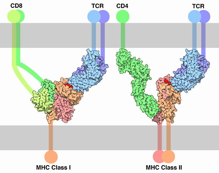 Fig 1: MHC-TCR interaction All MHC molecules receive polypeptides from inside the cells they are part of and display them on the cell's exterior surface for recognition by T cells.