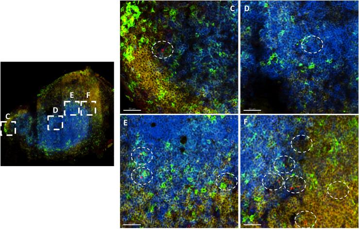 Figure 4b. Localization of ECDI-fixed antigen-coupled cells in the pancreatic lymph nodes.