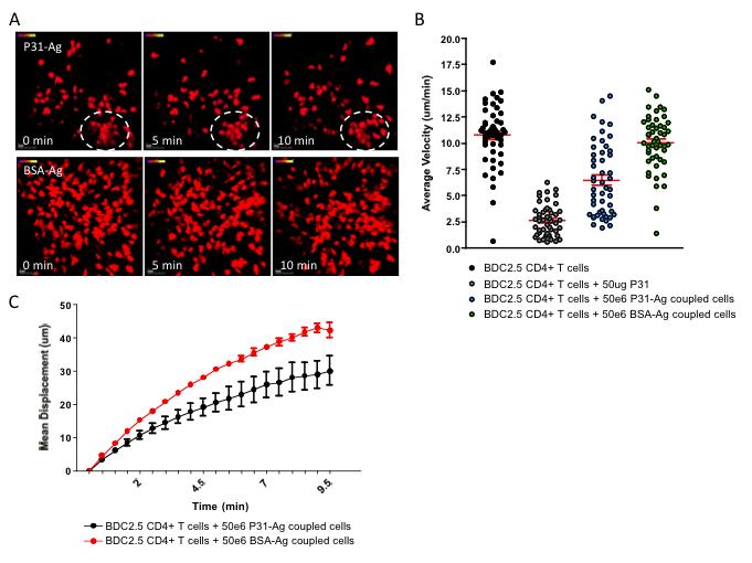 Figure 6. Multiphoton imaging reveals the impact ECDI-fixed antigen coupled cells have on the motility of BDC2.5 CD4+ T cells in the pancreatic lymph node. (A) Female NOD.CD11c.