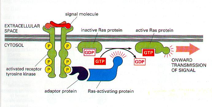 Recetor tyrosine kinases can activate ras ras is a monomeric G-rotein molecular switch You ve seen RAS before.