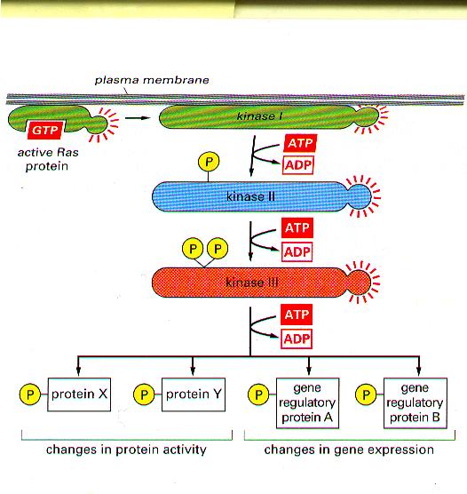 Mitogen Activated Protein Kinases MAPKs Controls: -Transcrition Factors -Translation Factors -Cell Division Oncogenes act cooeratively in