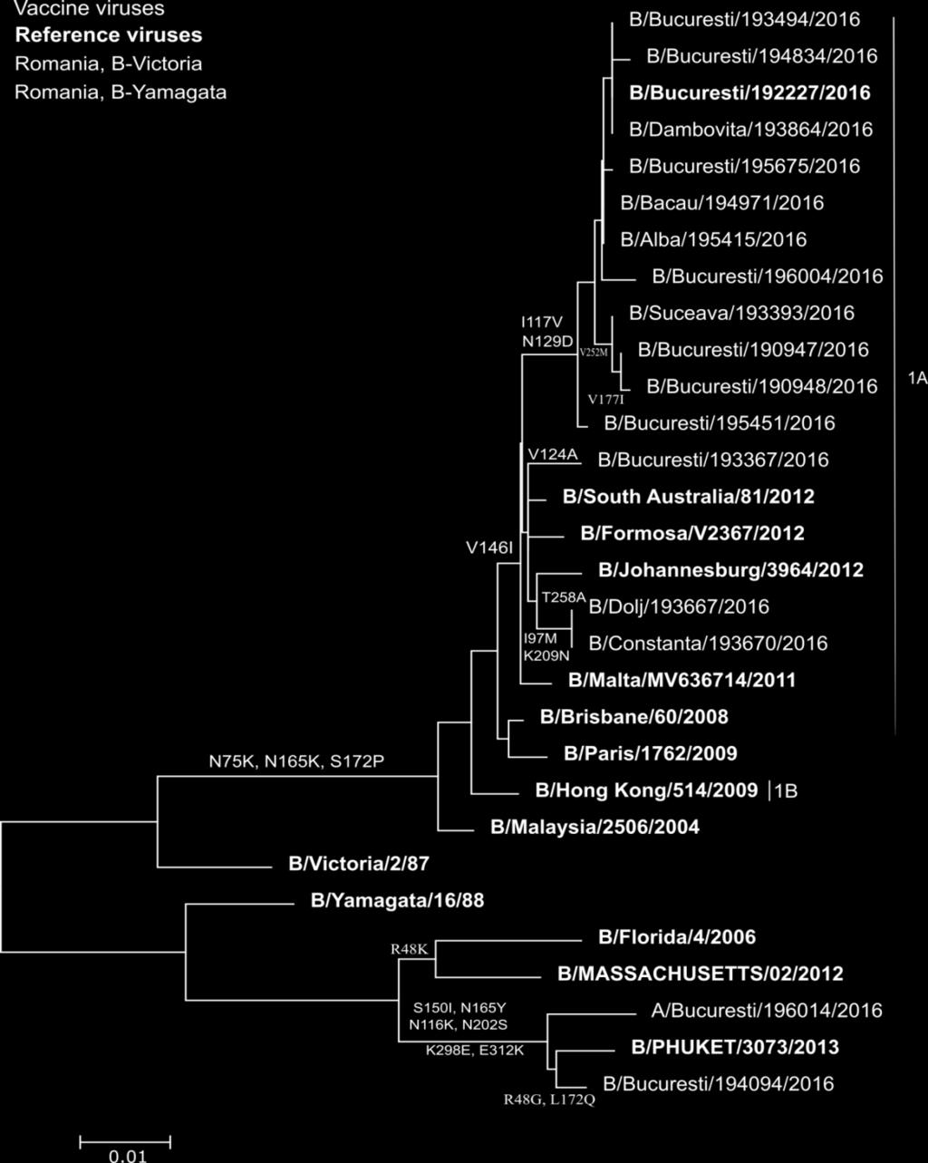 Compararea filogenetica a genelor HA ale virusurilor