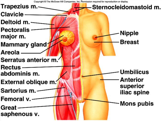 8/16/2012 Anatomic Terminology and relative positions