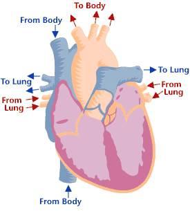 Heart Failure Definition and Heart Failure (HF) definition Classification Inability of the heart to