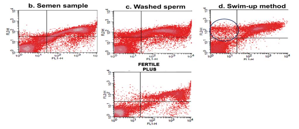 REACTIVE OXYGEN SPECIES Reactive Oxygen Species (ROS) Analysis - FERTILE PLUS: Sorting with FERTILE PLUS results in an approximately 5-fold reduction in ROS generation.
