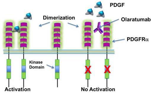 1 Blocks PDGF binding and PDGF-induced signalling 1 Demonstrated activity in both in vitro and