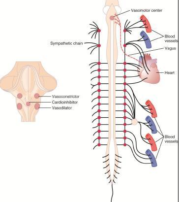 Nervous regulation of the circulation: ANS supplies the cardiovascular system; Sympathetic nervous system is important in control of circulation (it is predominant in the control of contractility).