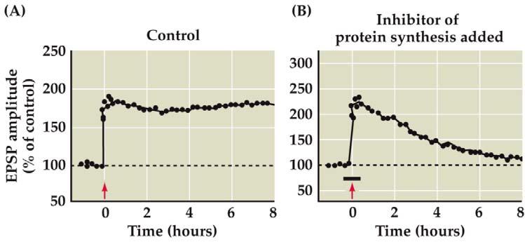 Role of Protein Synthesis in Maintaining LTP (Fig. 8.