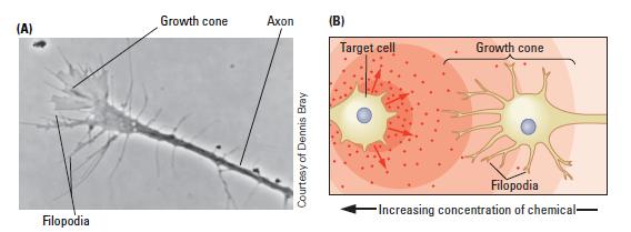Cell Maturation Axons must