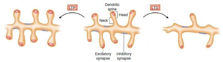 4.2 Dendritic spine morphology and synaptic plasticity Neural circuits are shaped by sensory experiences.