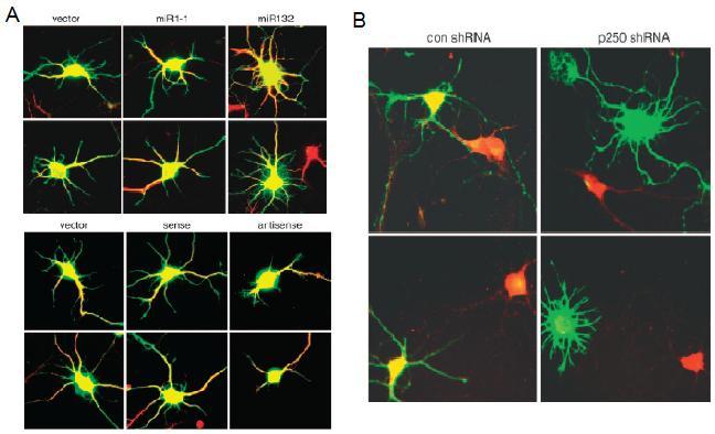 Because of their earlier observation of mir-132-induced neurite outgrowth, they investigated whether this phenotype is negatively regulated by p250gap.