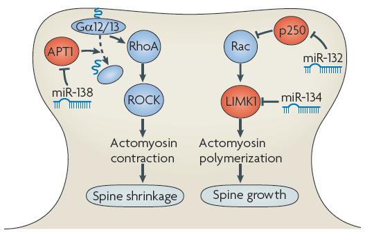 Figure 19. MicroRNA regulatory pathways in the control of the actin cytoskeleton in dendritic spines.