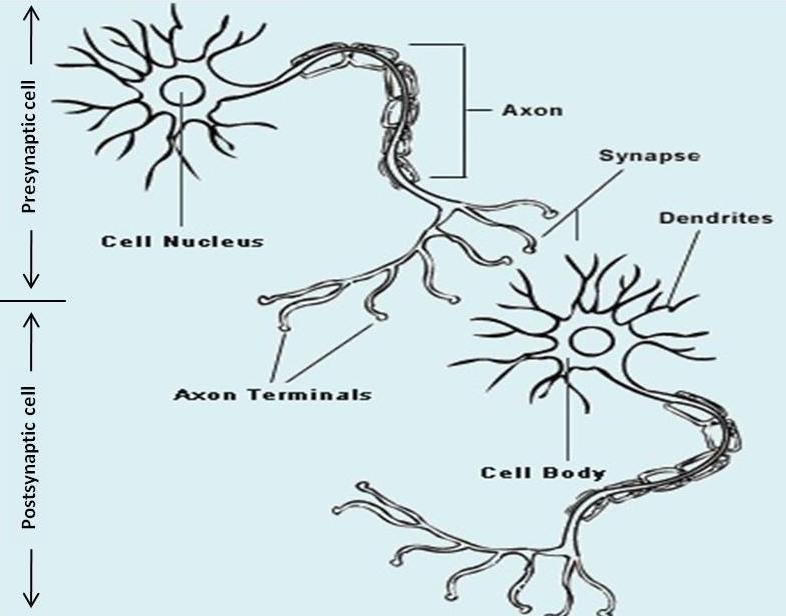 Box 1. Morphology of neurons A neuron can be defined by four main components each contributing to the communication between nerve cells. The cell body (soma) is the metabolic center of the cell.