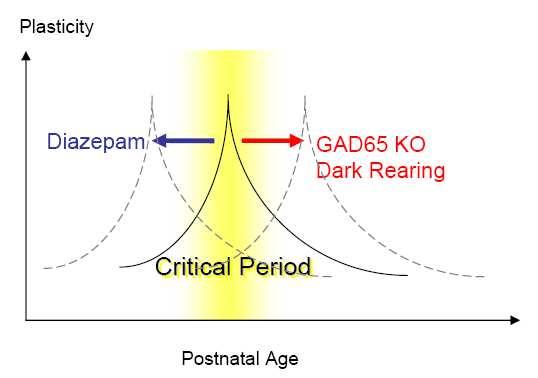 GABA circuit maturation triggers visual plasticity LGN GABA A α1 (BDZs) BDNF Otx2 PSA GAD65 KO Dark-rearing Otx2 KO MGE