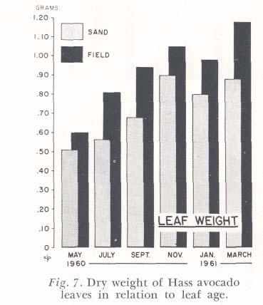 and Lott's (12) study with peaches is similar regarding the variations associated with leaf age. Leaf Weights There was a gradual increase in the weight of spring cycle leaves with leaf age (Fig. 7).