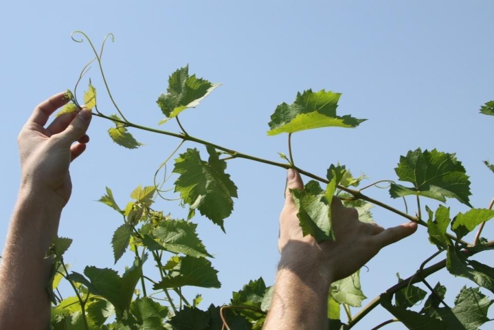 Approach Midsummer (~ 30 days post-bloom) and veraison Petioles and