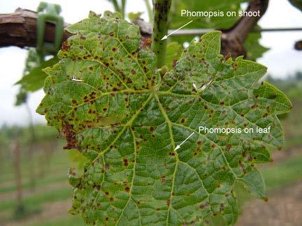 eradicant activity on anthracnose, Phomopsis, and powdery