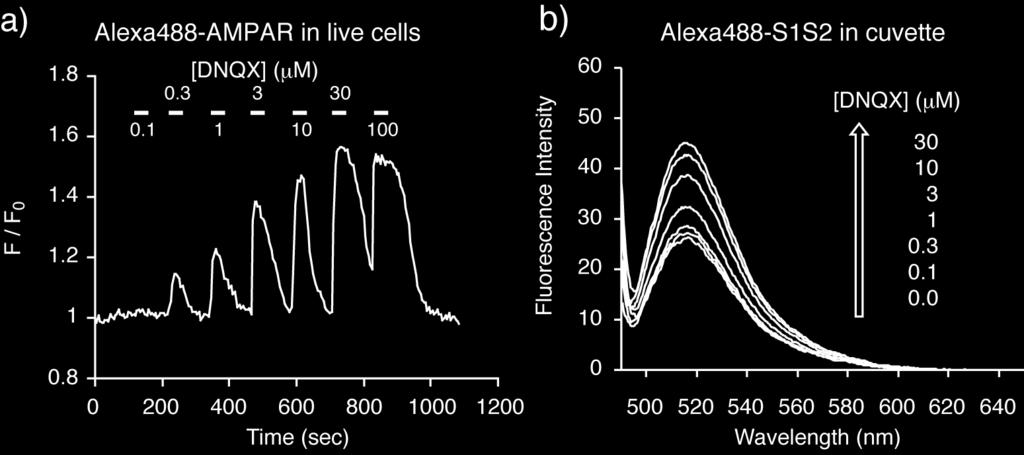 Figure S8 Fluorescent responses of Alexa488-AMPARs or Alexa488-S1S2 for DQX. a) Fluorescence responses of Alexa488-AMPARs in live cells after adding DQX.