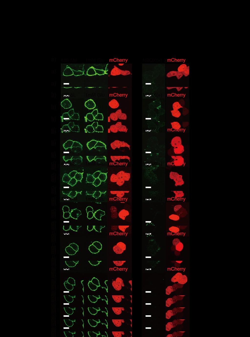 Figure S2 Confocal live imaging of labeled AMPARs by a series of CAM2(Ax488) derivatives in