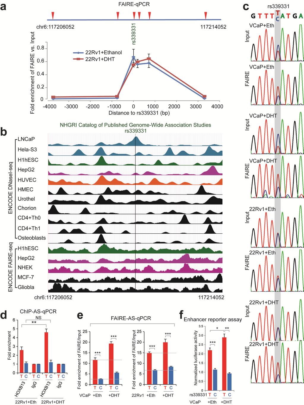 Supplementary Figure 4: Cell type-specificity and allele-specific differences in chromatin state of rs339331 enhancer at
