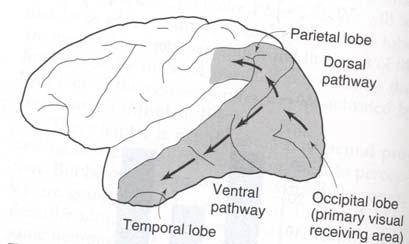 Dorsal Pathway Parietal Lobe Where Location and Action Ventral Pathway Temporal Lobe