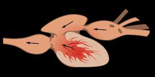 Fish Heart Single atrium and ventricle Can create