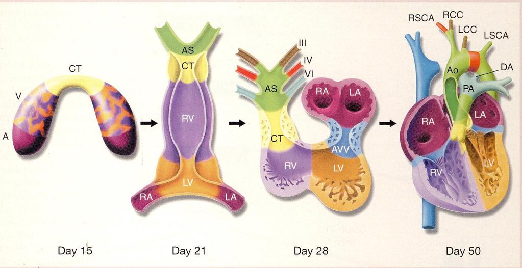 Genetic differences of RV & LV RV cells RV controlled by Hand2 (discovered 1993) whereas LV is controlled by Hand1 LV comes from the anterior heart