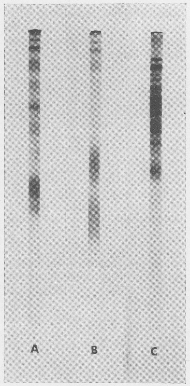 proteins solubilized with phenol-urea-acetic acid, separated with acidic PAGE and stained with Coomassie Blue. Text-fig.