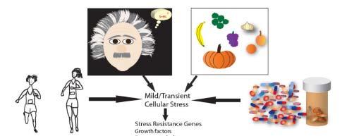 Mild / transient Cellular stress Sensory