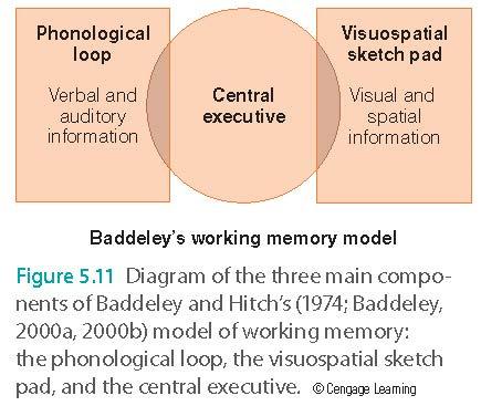 Idea for working memory came from many individual differences in STM tasks Baddeley and Hitch (1974) Model Master System Sensory Input