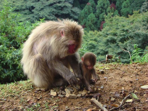 Infants of most primate species are carried by the mother and thus are influenced by her activity as they travel together throughout the day.