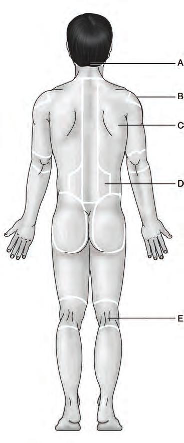 CHAPTER 1 The Human Body: An Orientation 3 Figure 1.2 Using Figure 1.