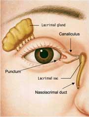 Outflow pathway for tears Eyelid laceration warning