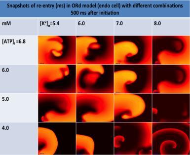 various combinations of [K + ] o and [ATP] i, 500 ms after initiation: colour intensity shows