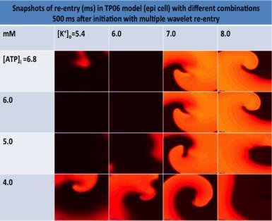Snapshots of re-entry in TP06 model (epi cell) applying a restitution slope of 1.8 related to the parameter values in the TP06 paper (Table 2) (Ten Tusscher & Panfilov 2006) in normal tissue.