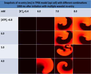 8 representing the parameter values in the TP06 paper (Table 2) (Ten Tusscher & Panfilov 2006), (A) 500 ms after initiation, (B) 1000 ms after initiation and (C) 2000 ms after initiation.