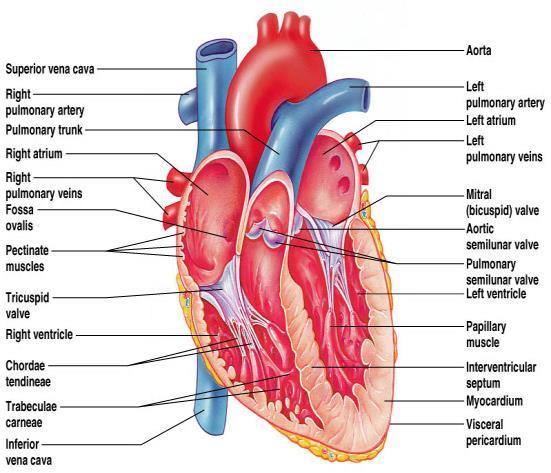 The heart wall can be divided into three layers, all richly supplied with blood vessels: the outer epicardium; the myocardium (muscle heart); and the inner endocardium layer.