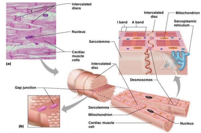Structure of the Heart Properties of Cardiac Muscle Fibres, Microscopic Anatomy The cardiac muscle has a striated shape and contracts with the sliding filament system, tube formed fibres that
