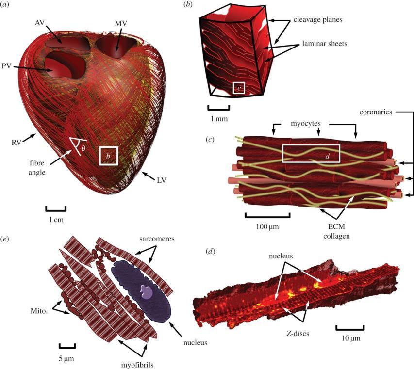 The cellular tissue architecture of myocardium presents a multiple branching structure (Chabiniok et al. 2016) 